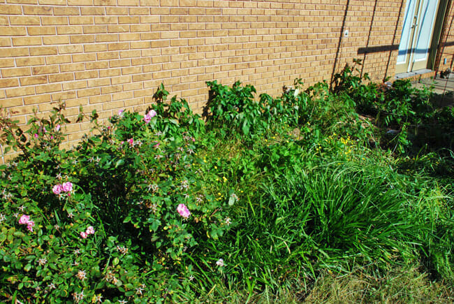 flowerbed renovation